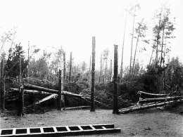 Furamo skog, tagen efter stormen 20.8.1890. (Dickursby). Kuva: Museovirasto.
