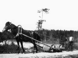 Samuli Paulaharju: tervan vetoa Kuhmossa. Kuva: Museovirasto 3490:2195.