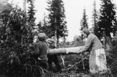 Samuli Paulaharju: petäjää nyletään Taivalkoskella. Kuva: Museovirasto 3490:2231.