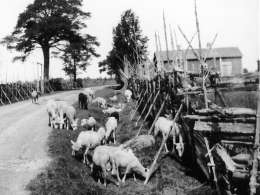 Samuli Paulaharju: lampaita Pyhäjoella. Kuva: Museovirasto 3490:3269.