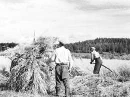 Pietinen: kauran korjuuta, Harmoinen. Kuva: Museovirasto, neg. 36394.