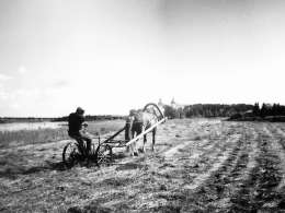 Niittoa Iissä. Kuva: Pietinen, Museovirasto 41521: 3 dupl.