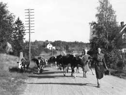 Porkkalan alueen evakuointi Kirkkonummella. Kuva: Suomen valokuvataiteen museo, KK.