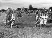 Työvelvolliset naiset heinäpellolla. Kuva: Museovirasto, 190262.