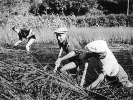Kaislastakin saatiin rehua. Kuva: Museovirasto, 23.11-68.