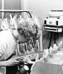 Lääketehdas Leiraksen koekaniineja. Kuva: Museovirasto, Pietinen, 21.4.89.403.
