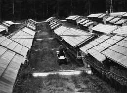 Teuvo Kanerva: minkkitarha Mustiossa. Kuva: Museovirasto, 6.1.87.