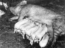 Emä ja porsaita Valion koetilalla Helsingin Pitäjänmäessä. Kuva: Museovirasto, 7.1.88.