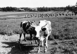 Anna-Liisa Harki: lehmiä. Kuva: Museovirasto, 6.1.-87.